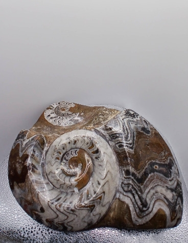BELLAMITE FOSSIL