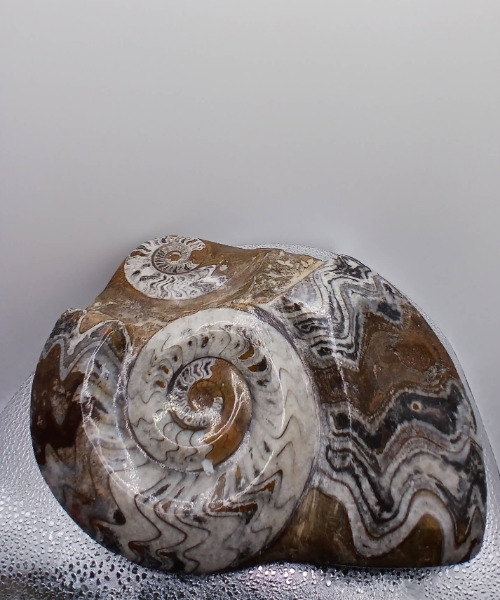 BELLAMITE FOSSIL
